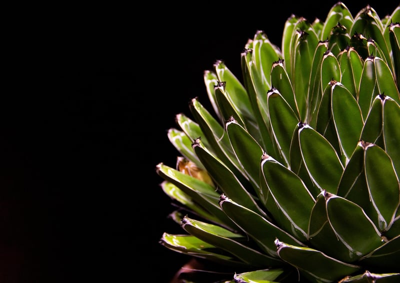 Succulent Spells