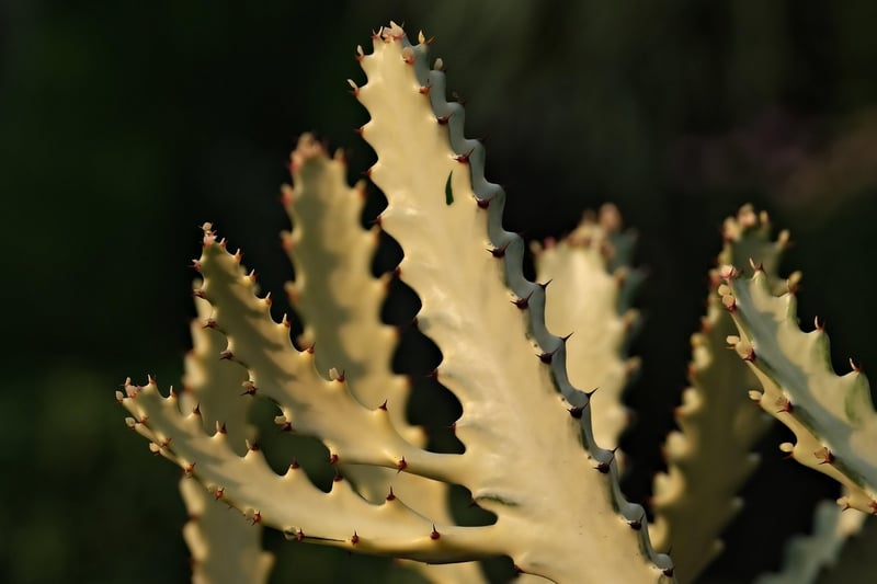 Cactus Plant