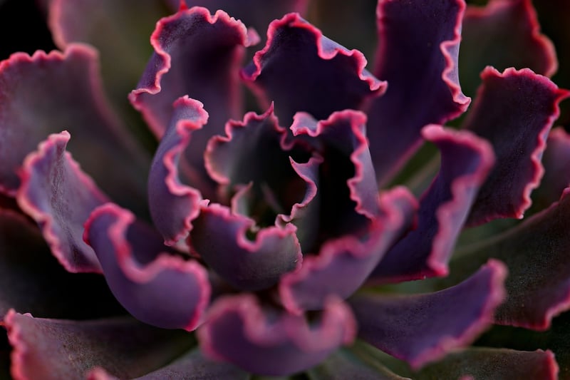 Succulent